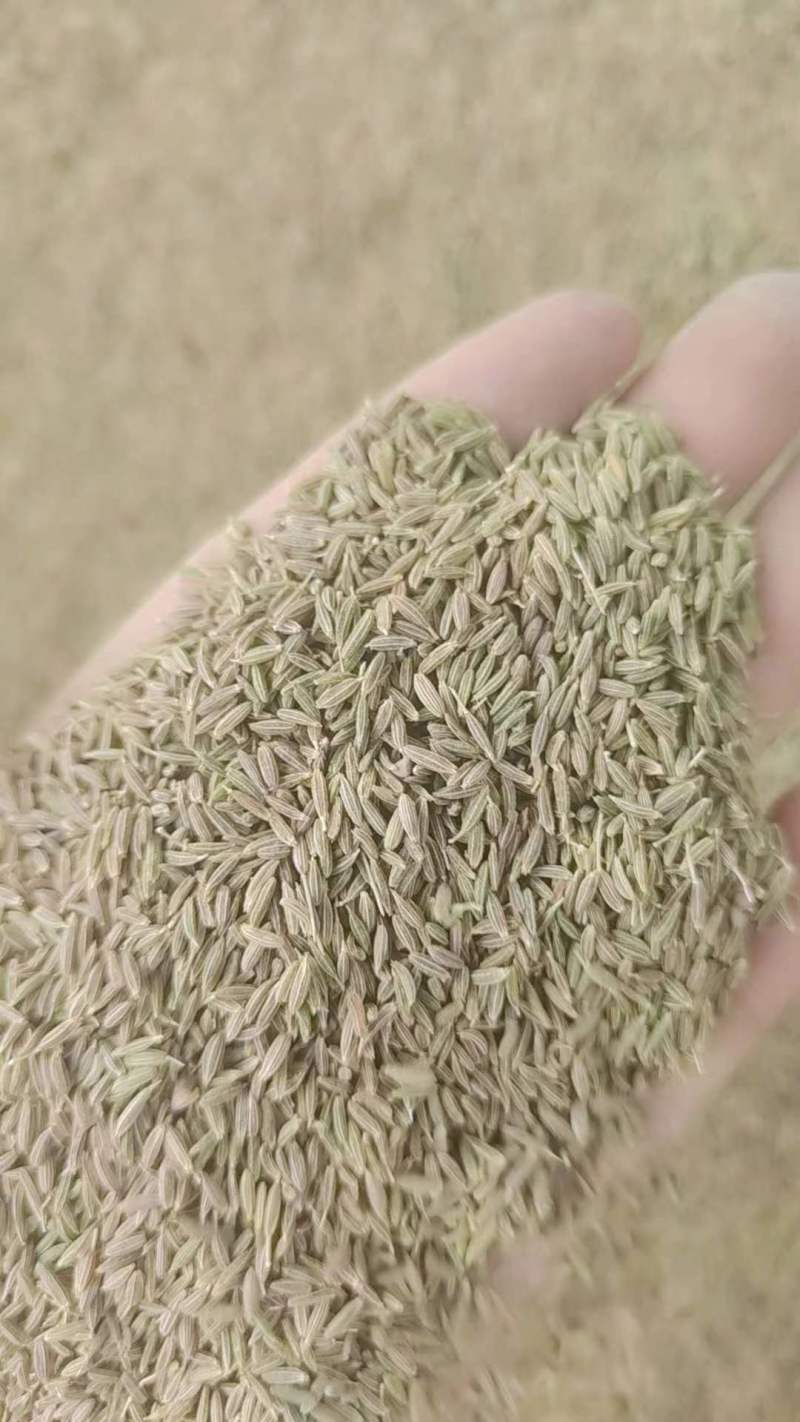 新疆【孜然】新品上市，质量保证，品种纯正，假一赔十