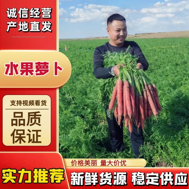 【实力供货】陕西水果萝卜精品红萝卜大荔秤杆红萝卜量大欢迎咨询