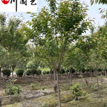 日本晚樱批发成都晚樱种植基地直销货源稳定价低物优