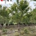 日本晚樱批发成都晚樱种植基地直销货源稳定价低物优
