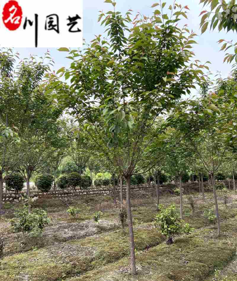 日本晚樱批发成都晚樱种植基地直销货源稳定价低物优