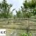 日本晚樱批发成都晚樱种植基地直销货源稳定价低物优