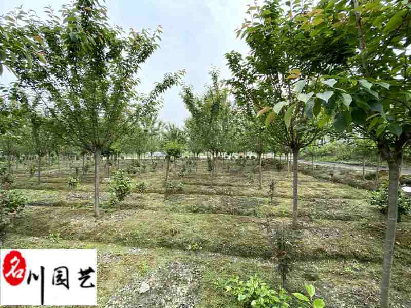 日本晚樱批发成都晚樱种植基地直销货源稳定价低物优