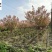 日本晚樱批发成都晚樱种植基地直销货源稳定价低物优