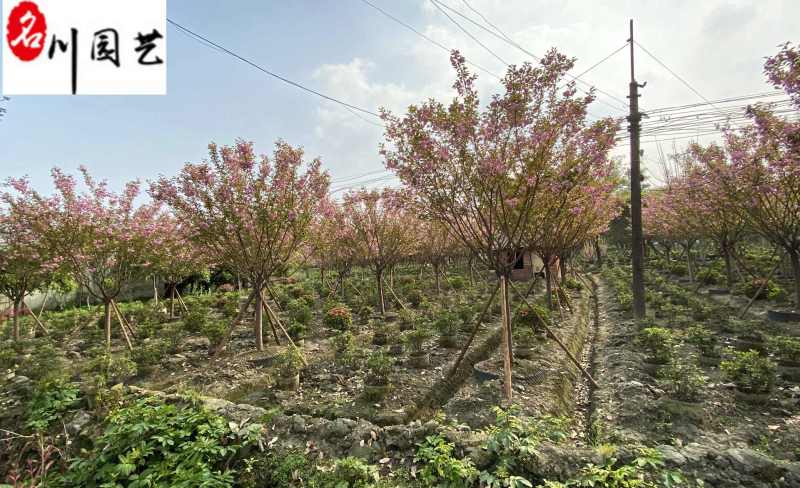 日本晚樱批发成都晚樱种植基地直销货源稳定价低物优