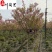 日本晚樱批发成都晚樱种植基地直销货源稳定价低物优