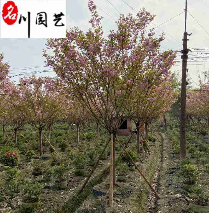 日本晚樱批发成都晚樱种植基地直销货源稳定价低物优