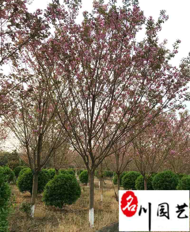 日本晚樱批发成都晚樱种植基地直销货源稳定价低物优