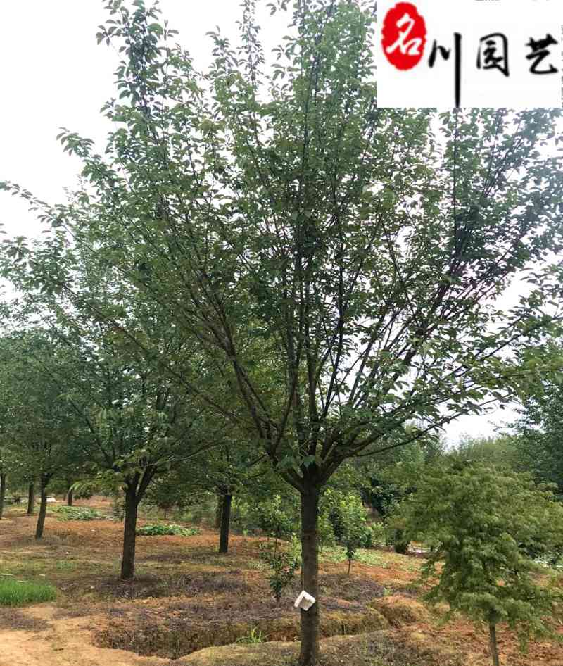 日本晚樱批发成都晚樱种植基地直销货源稳定价低物优