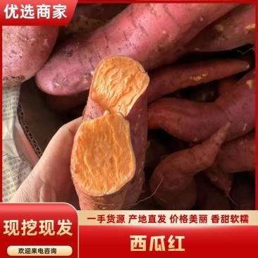 西瓜红红薯大量上市品种齐全货源稳定欢迎全国客商来电
