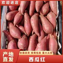 广东红薯品质保证诚信经营欢迎接商超市场电商