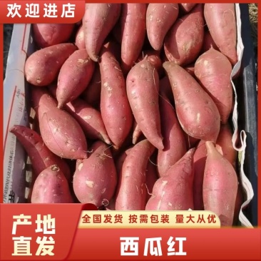 广东红薯品质保证诚信经营欢迎联系接商超市场电商