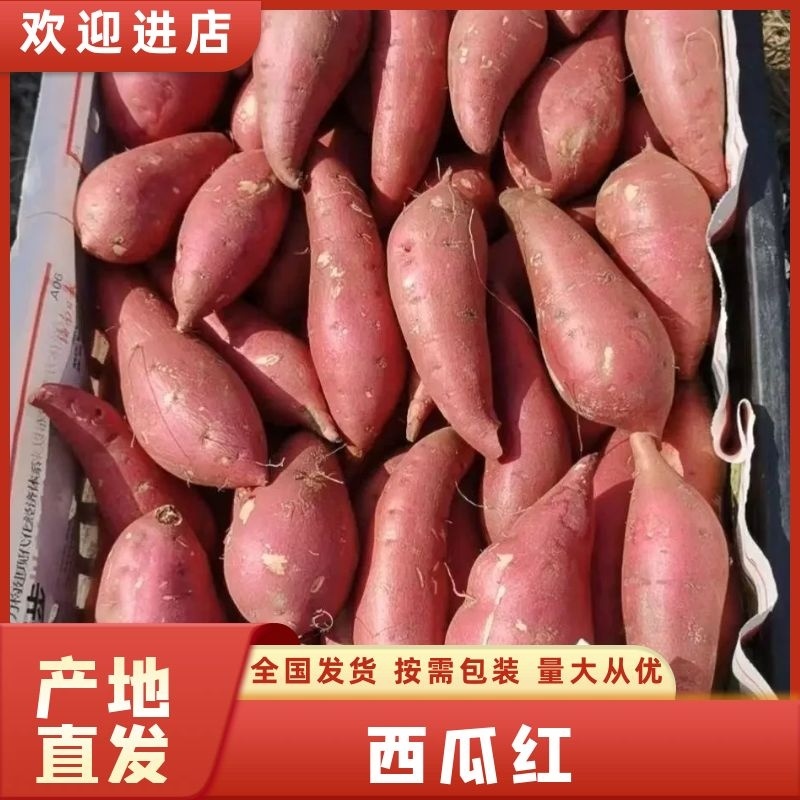 广东红薯品质保证诚信经营欢迎联系接商超市场电商