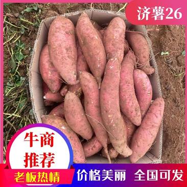 广东红薯济薯26，产地直发，品质保证，欢迎来电咨询