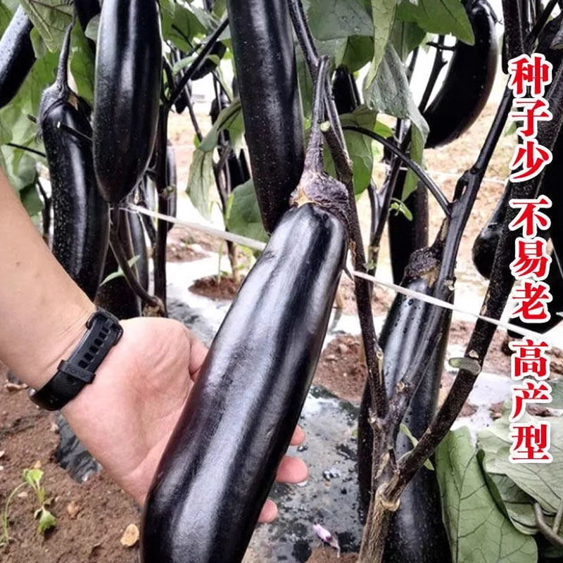 王中王长茄种子黑亮长茄籽高产抗病强杂交早熟长棒型