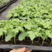 绿箭丝瓜苗，瓜条顺直瓜长产量高，抗病毒能力强苗厂直发
