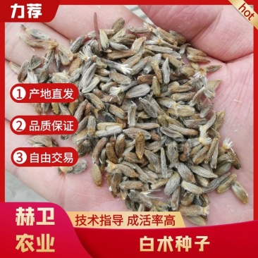 白术种子白术籽改良白术种子2025年新包芽率包邮