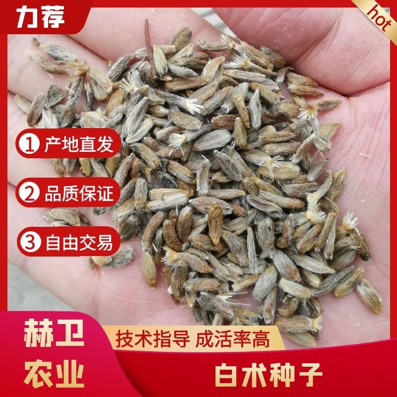 白术种子白术籽改良白术种子2025年新包芽率包邮