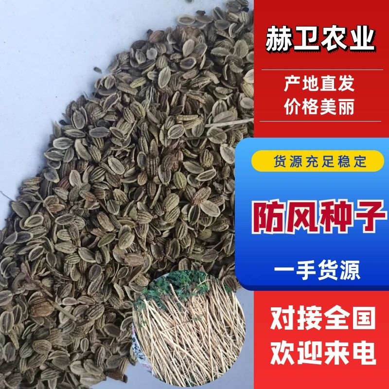 防风种子纯新种子防风籽包芽率包邮质量保证放心采购