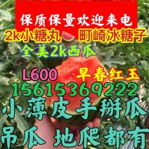 早春红玉手掰西瓜山东小吊瓜吊瓜糖丸西瓜2k小吊瓜