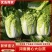 河南夏邑矮颗黄心大白菜大量上市脆嫩可口欢迎采购