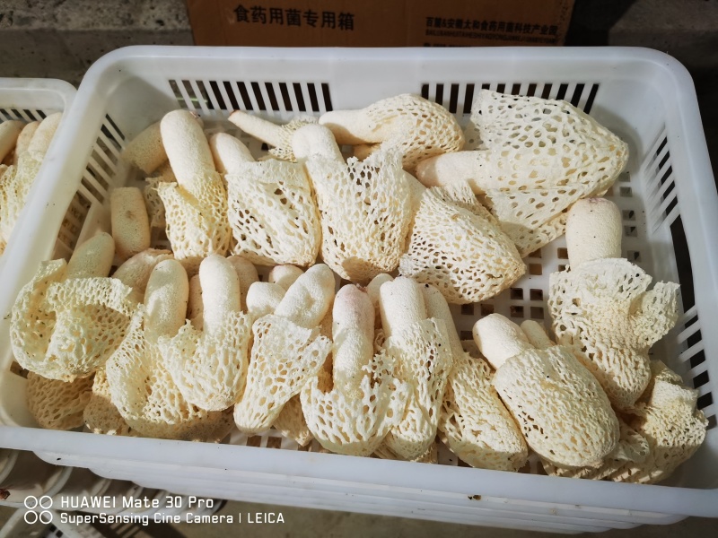 安徽红托竹荪，头茬货基地直发无中间商，欢迎合作，量大从优
