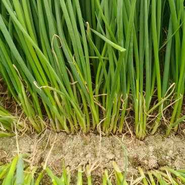 6月9号，葱苗基地继续发货