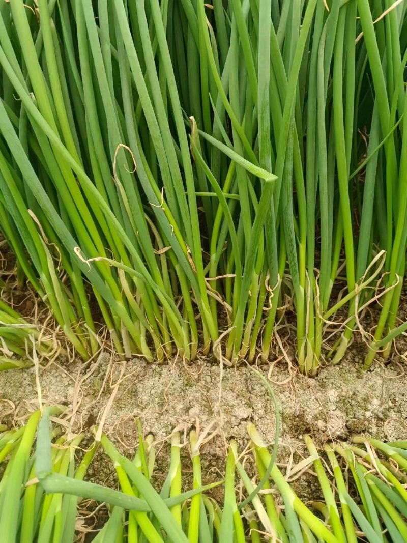 6月9号，葱苗基地继续发货