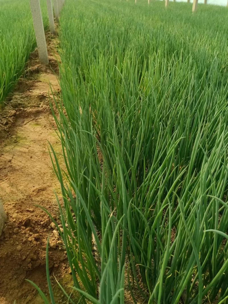 6月9号，葱苗基地继续发货