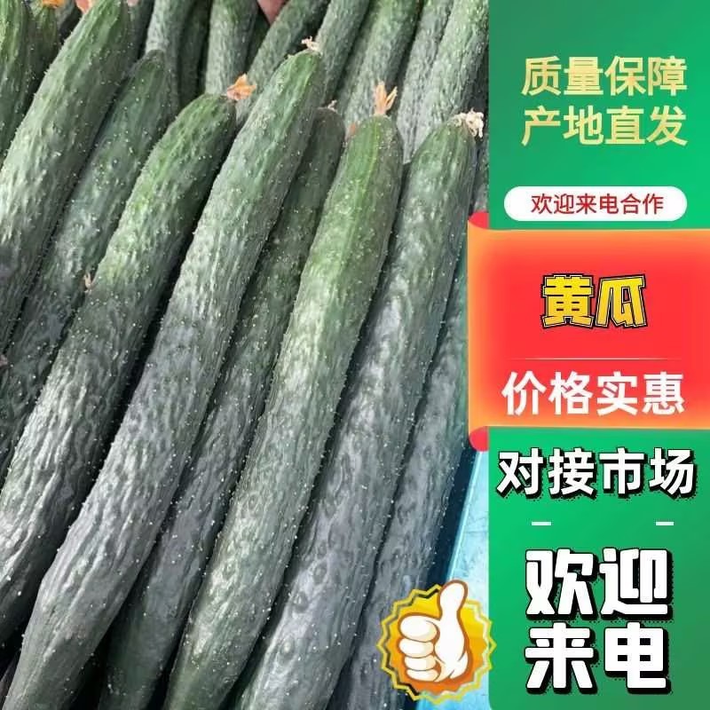 云南黄瓜精品密刺黄瓜新鲜上市顶花带刺量大从优