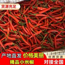 喀什地区大量供应二荆条和小米椒干辣椒
