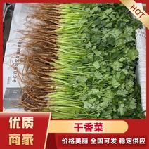 云南香菜精品大叶香菜质量保证货源稳定全国发货