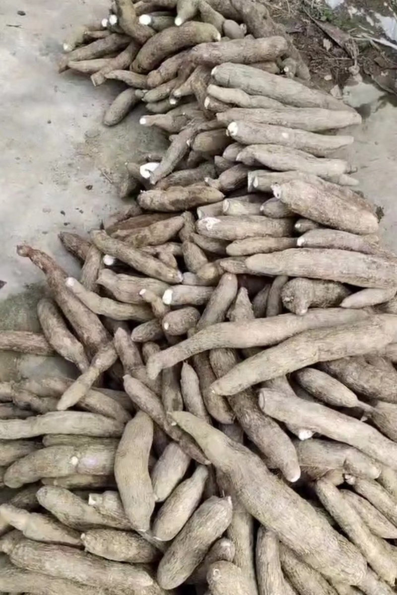 广西白肉香糯木薯品质保证产地直发可视频看货欢迎咨询