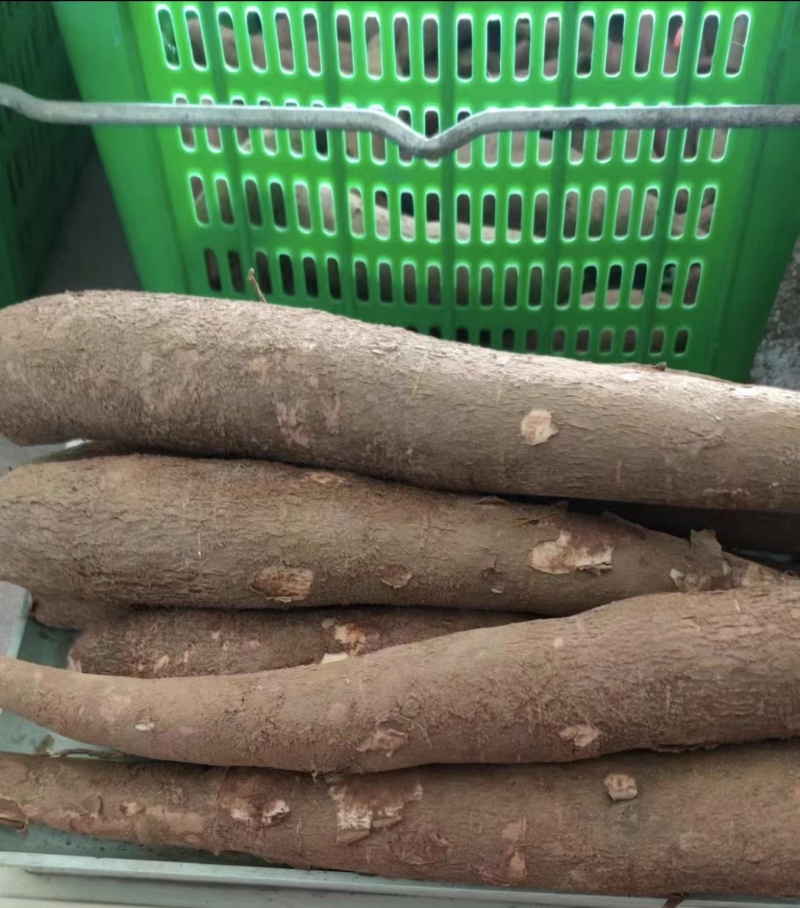 广西白肉香糯木薯品质保证产地直发可视频看货欢迎咨询