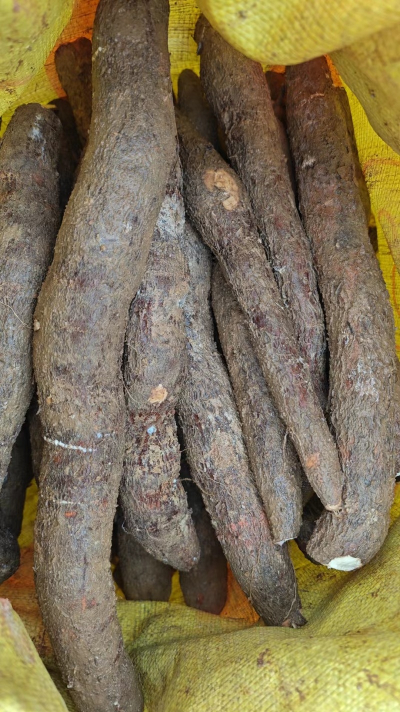广西白肉香糯木薯品质保证产地直发可视频看货欢迎咨询