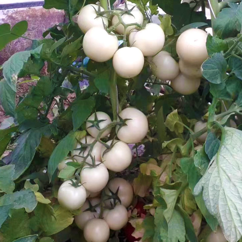 白番茄种子大果西红柿白钻石水果番蔬菜菜种特色稀有菜籽