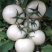 白番茄种子大果西红柿白钻石水果番蔬菜菜种特色稀有菜籽