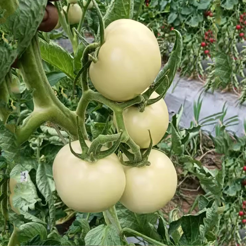 白番茄种子大果西红柿白钻石水果番蔬菜菜种特色稀有菜籽