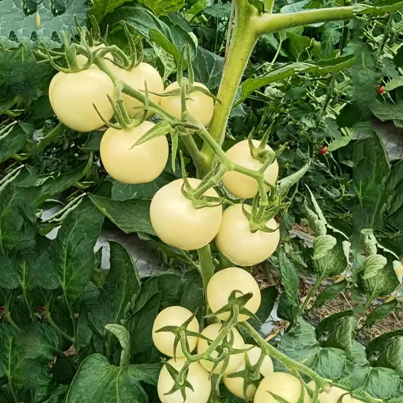 白番茄种子大果西红柿白钻石水果番蔬菜菜种特色稀有菜籽