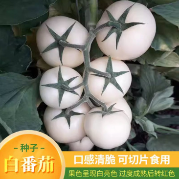 白番茄种子大果西红柿白钻石水果番蔬菜菜种特色稀有菜籽