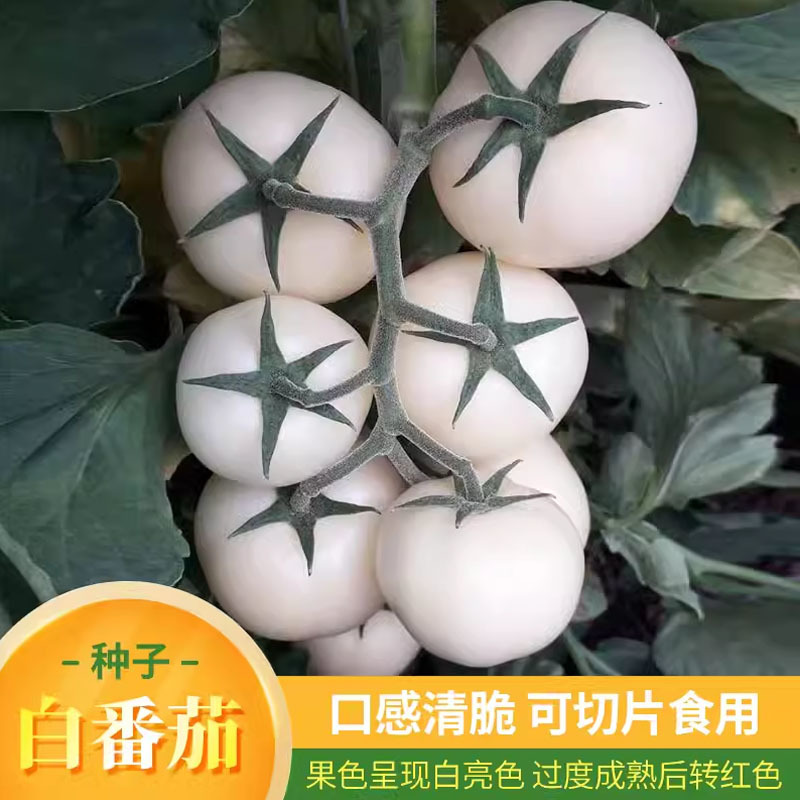 白番茄种子大果西红柿白钻石水果番蔬菜菜种特色稀有菜籽