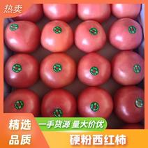 精品硬粉西红柿大量上市对接全国市场产地直发