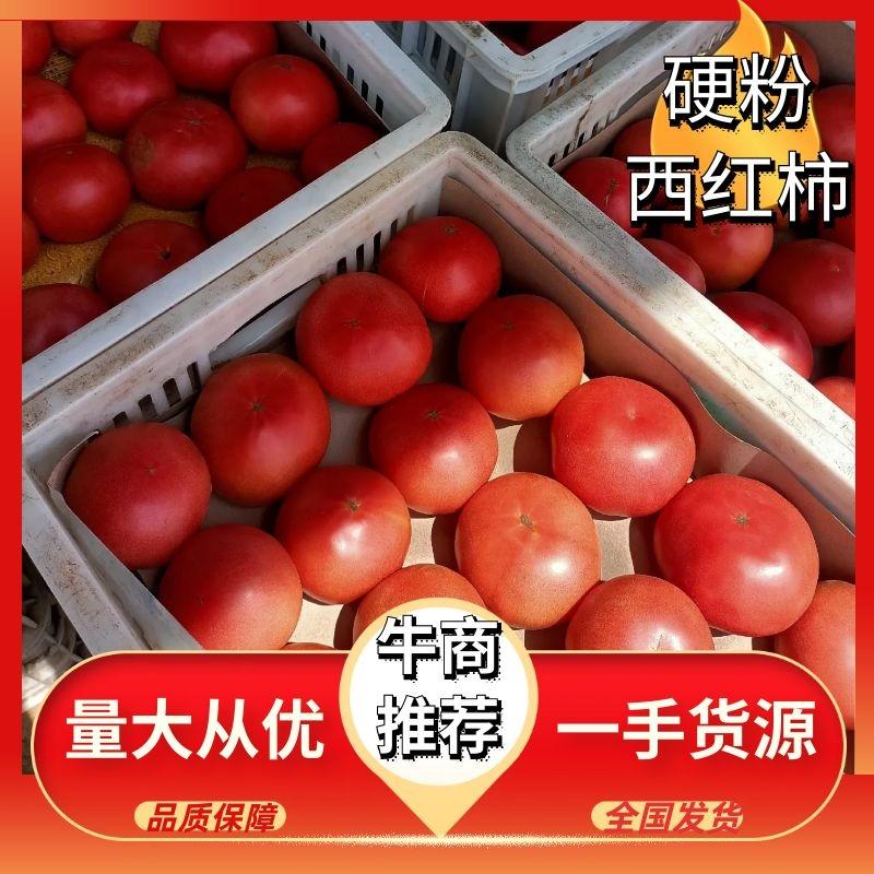 硬粉西红柿大量上市品质保证诚信经营可长期合作