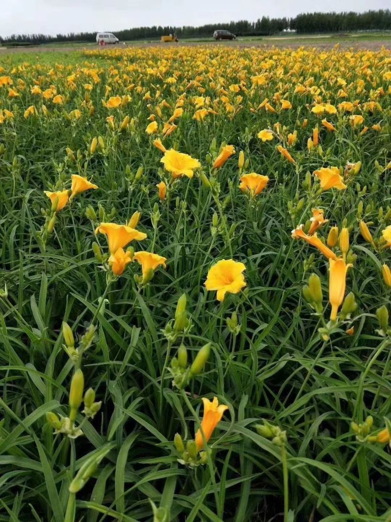 金娃娃萱草多年生萱草可视频看货成活率高路边绿化栽植