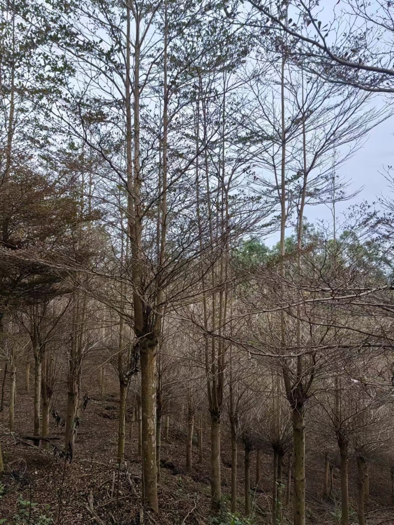 小叶榄仁，大量有货，质量有保证，全国直销，欢迎采购