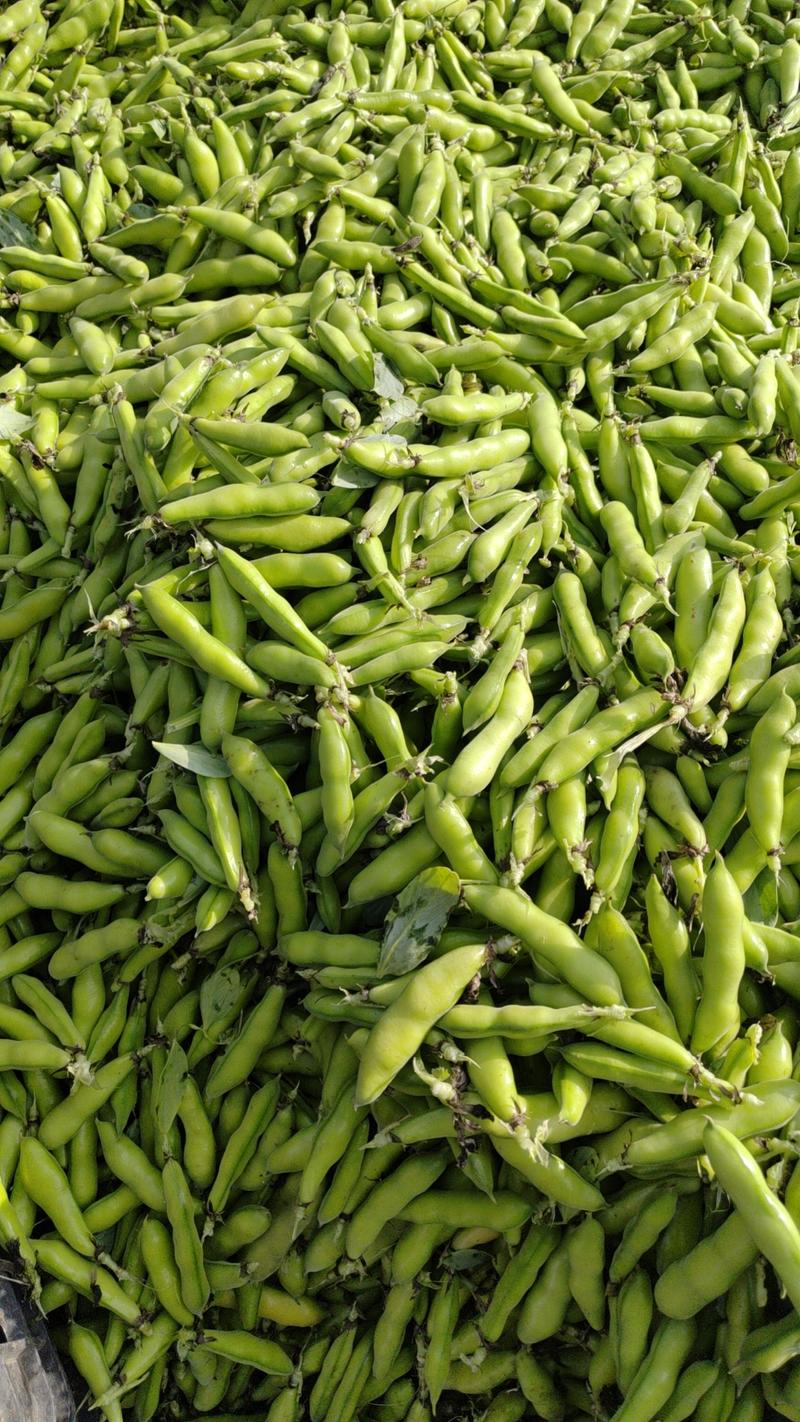 云南长寿仁豌豆现摘现发品质保证产地直发货量充足