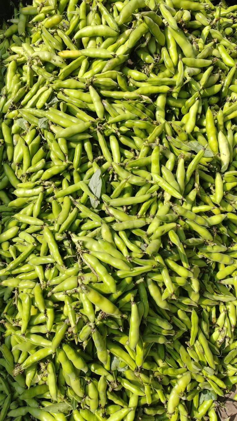 云南长寿仁豌豆现摘现发品质保证产地直发货量充足
