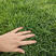 河北草坪种植基地大量出售优质草坪高羊茅草坪量大优惠