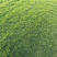 河北草坪种植基地大量出售优质草坪高羊茅草坪量大优惠
