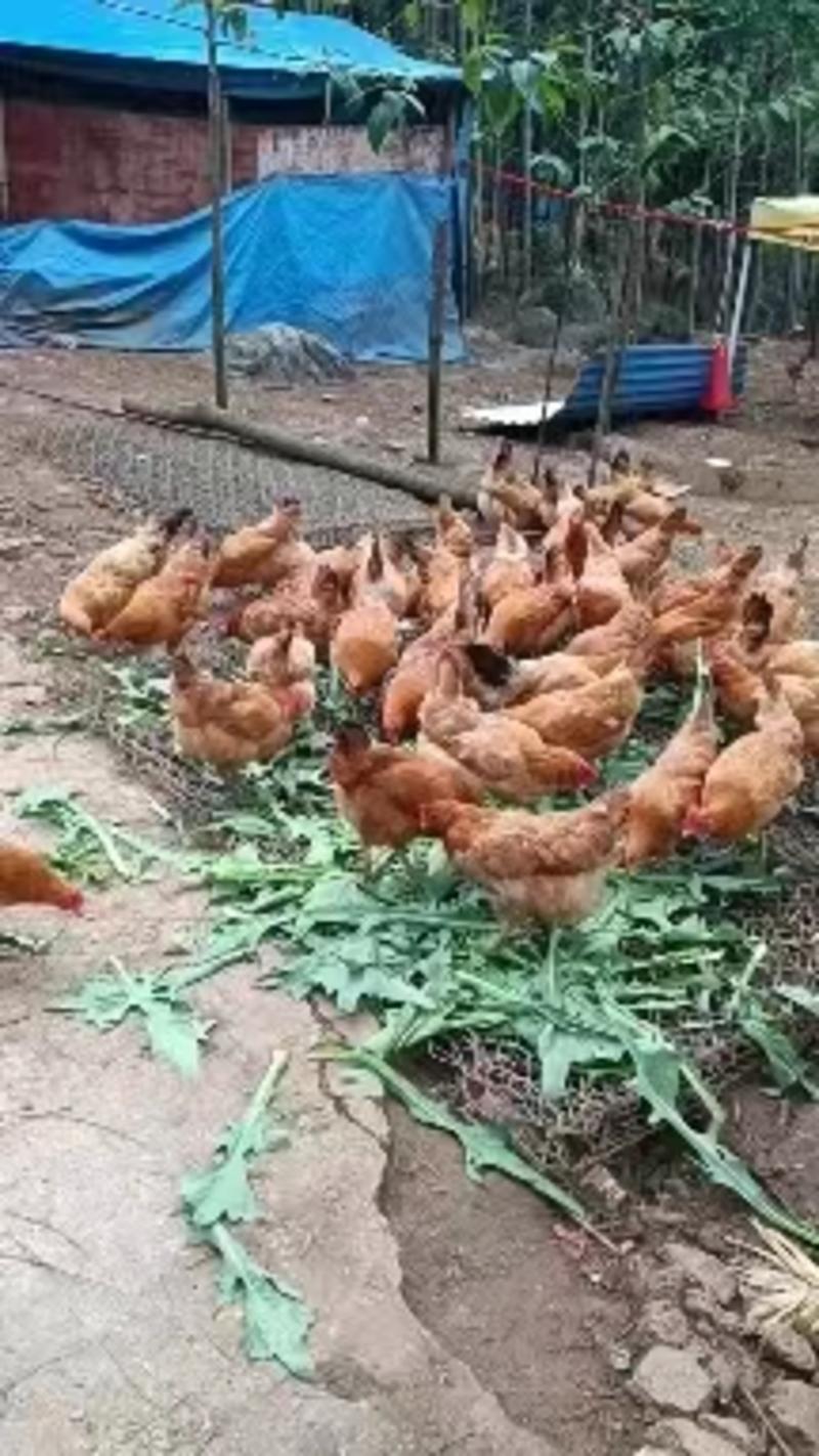 【自家养殖】散养土鸡质量保证品种纯正假一赔十提供技术